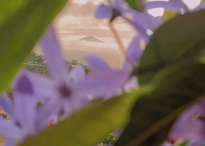 Aymara De Starapstenerife *